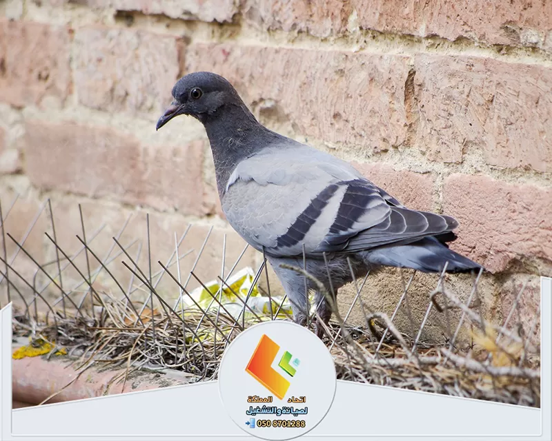 تركيب شبك مانع وطارد للحمام في الرياض | 0573977003 | اتحاد المملكة حمامة تقف على جدار من الطوب مع عبارة "مكافحة الحمام بالرياض" ظاهرة فوقها.